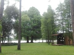 情人树-南宁良凤江国家森林公园