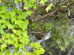 -九寨沟-树正沟