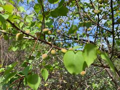 -大岭沟猕猴桃谷风景区