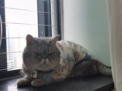 -楼上猫咖(罗湖店)