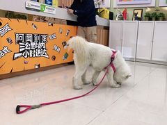 -瑞鹏宠物医院·骨科·猫科·内科(第一中心)