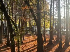 -昆山城市生态森林公园