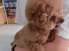 -艾贝尔宠物医院·24H转诊中心·肿瘤猫专科(江宁双龙店)