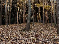 -上海共青森林公园