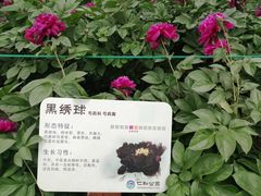 -仁和公园(顺义区)