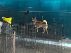 -柴犬高等学院·狗咖·柴犬售卖·宠物训练