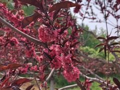 -石家庄市植物园