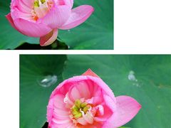 -荷塘月色湿地公园·向阳花洲