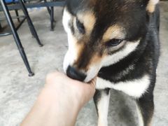 -柴犬高等学院·狗咖·柴犬售卖·宠物训练