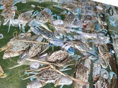 -钱大妈海鲜饭店(保利林语店)