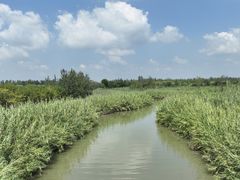 -泗洪洪泽湖湿地景区