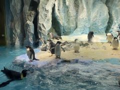 -帝企鹅自助餐厅•儿童岛•真企鹅(长隆企鹅酒店)