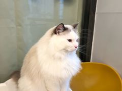 -有喵·猫咖·狗咖·30几只猫10只小狗(岗厦店)