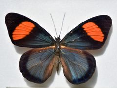 -上海昆虫博物馆