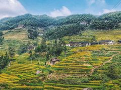 -紫鹊界梯田景区