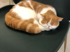 -飞行喵MR PILOT|猫舍·猫咖(静安大融城店)
