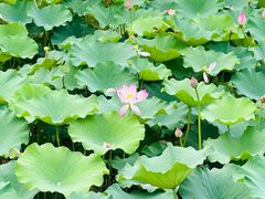 -陈家山荷花公园