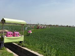 -嘉北郊野公园