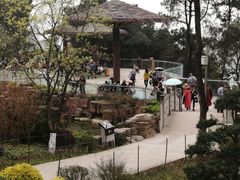 -铁山坪森林公园