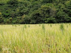 -贵阳市花溪国家城市湿地公园