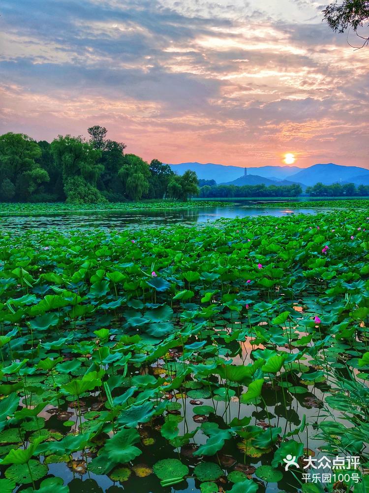 仲夏落日黄昏,颐和园西堤观赏荷花-大众点评