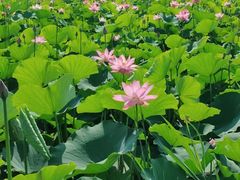 -西青郊野公园