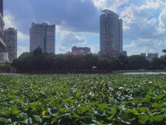-荔湾湖公园