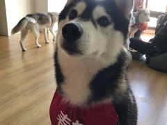 -Husky Go! 哈士奇体验馆·宠物咖啡厅狗咖