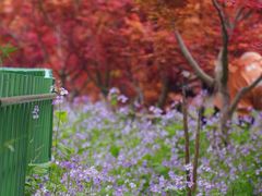 -苏州太湖西山岛开心农场