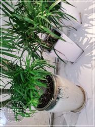 -罗亚帝造型·烫发染发