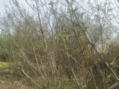 -汉长安城未央宫国家考古遗址公园