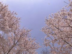-顾村公园
