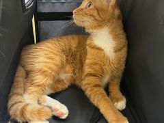 -安安宠医宠物医院·异宠·犬猫内科(岳阳分院)