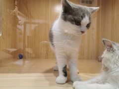 -屋虎猫馆(宝安大仟里店)