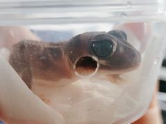 -酷以爬仙阁实体爬宠店·守宫·蜥蜴·专业繁育