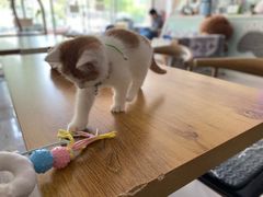 -平行世界·猫咖(首经贸店)