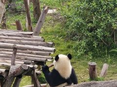 -成都动物园