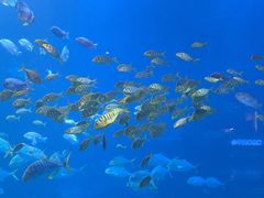 -太平洋海底世界