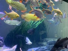 -上海海洋水族馆