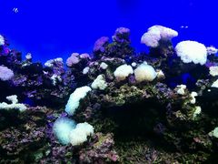 -御唐府海珊瑚主题餐厅