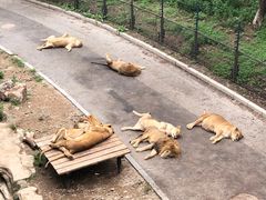 -大连森林动物园