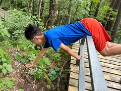 -五营红松林海景区