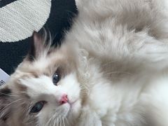 -momokira米努特·德文卷毛猫·棉花面纱犬