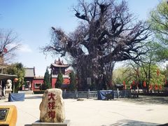 -大槐树寻根祭祖园