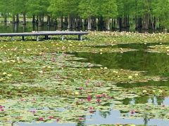 -白鹭湾湿地公园