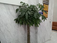 -美年大健康体检(天河东路分院)
