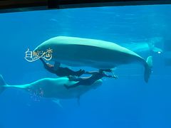 -海合安成都极地海洋公园
