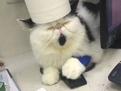 -瑞鹏宠物医院·微创内窥镜·骨外科·牙科(翠竹分院)