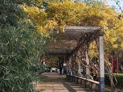 -莲花池公园