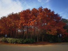 -上海海湾国家森林公园